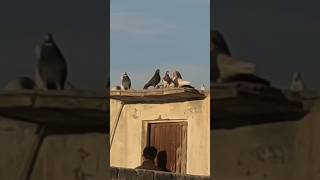 Animals and birds Amezing videos😱short💯birdssoundbirdbirdvoiceshortsviralslove [upl. by Ycram]