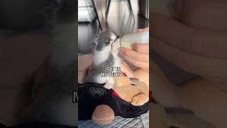 Bottle feeding a slappypaw kitten 🐾💥🥊 orphankitten fosterkitten bottlebabykitten babykitten [upl. by Yeldoow]