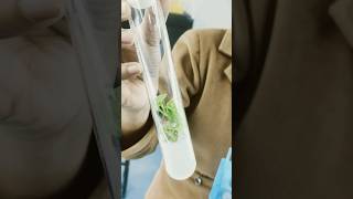 Plant tissue culture in 1 minutetissue culturecallus cultureorganogenesisbotany lab🌱🍃☘️ [upl. by Amand]