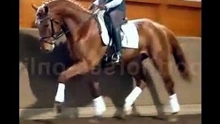 wwwsporthorsesonlinecom 2010 Dressage stallion for sale SOLD [upl. by Anatollo]