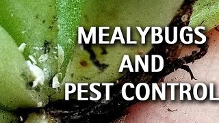 Succulents  Mealybugs and Pest Control [upl. by Vins]