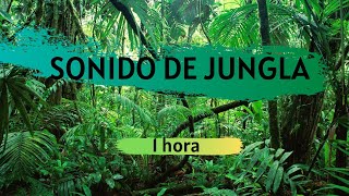 SONIDOS DE LA JUNGLA 1 HORA [upl. by May]