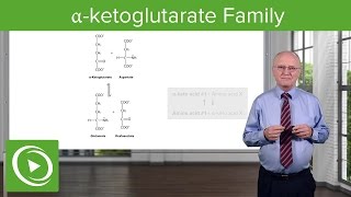 αketoglutarate Family amp Glutamine Synthesis – Biochemistry  Lecturio [upl. by Epp]