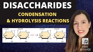 Alevel Biology DISACCHARIDES condensation reactions to create maltose sucrose and lactose [upl. by Lemor]