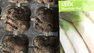 Leek seedling Rooftopandterracekitchengarden leeksgreenonion vegetablesplantsvideo [upl. by Ttehc552]