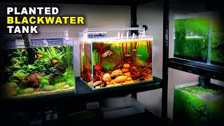 Aquascape Tutorial Glowlight Tetra amp Apistogramma Blackwater Aquarium how to planted tank guide [upl. by Beryl800]