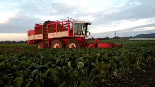 McGraths pulling fodder beet 2015 with an Agrifac Big Six [upl. by Levina]