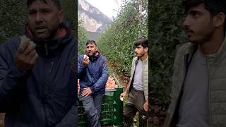 ইতালিতে আপেলের বাগানে কাজ করে দুই বাংলা ভাই। 🍏🍎🇮🇹🇮🇹italy rome news [upl. by Anayi666]