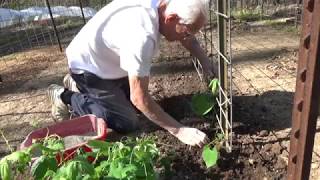 GREEN BEANS  HOW TO GROW  STEP BY STEP HOW TO DO IT OAG 2017 [upl. by Ofella667]