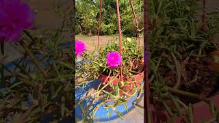 Portulaca grandiflora is a succulent flowering 🕊️ plant nature flowers portulaca garden views [upl. by Nothgierc]