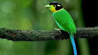 Longtailed broadbill a bird video [upl. by Chinua]