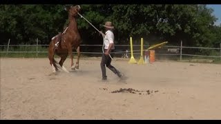 Equitation naturelle  comment rééduquer un cheval qui se cabre [upl. by Eiaj167]