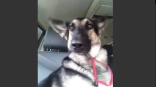 Dog Hears Her Favorite Song On The Radio Thats When Her Human Captures This On Video [upl. by Thurman986]