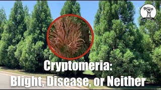 Dead Limbs on Cryptomeria  Blight or Disease [upl. by Aynodal]