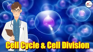 Cell Cycle amp Cell Division l Lecture 3 l Biology l NEET [upl. by Phenica]