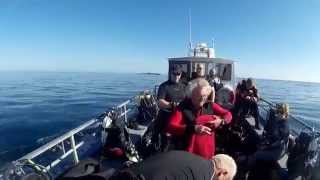 Farnes Seal Diving Filey Brigg Dive Club 2015 [upl. by Haldan933]