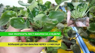 Как укоренить лист фиалки за 2 недели а через 15 месяца получить большие детки фиалок [upl. by Strauss]