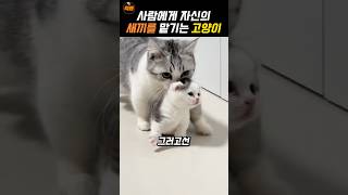 자신의 새끼를 맡기는 어미 고양이 [upl. by Nivart]