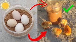 How to hatch chicken eggs in sunlight  How to hatch chicken eggs sunlight at home [upl. by Dralliw]