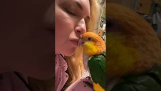 Puffman Caique Makes Cute Sound When Mom Kisses Him caique parrot birds cuteanimals [upl. by Lleneg]