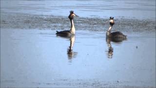 Great Crested Grebe Courtship Dance taniec perkozów Podiceps cristatus [upl. by Tipton]