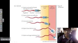 Fertilization in sea urchin  Developmental biology lecture [upl. by Ahsikan]