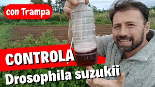 Control Natural de Drosophila con Trampas [upl. by Jak]