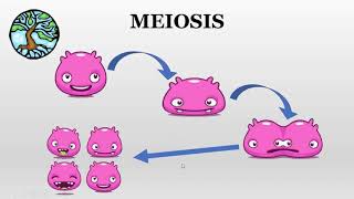 Meiosis paso a paso en 5min [upl. by Kikelia853]