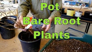 Potting Up Bare Root Plants [upl. by Leaper]