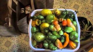 Harvesting Anasazi Bean Seeds Onion Seeds and This Weeks Produce [upl. by Abana]