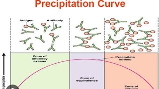 AntigenAntibody reactions  Precipitation Curve [upl. by Yendys924]