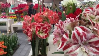 Keukenhof 2017  Amaryllis Parade II [upl. by Cal987]