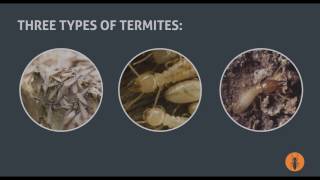 3 Types of Termites That Infest Homes Guide to Pest Control [upl. by Ayek]