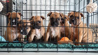 Staffy Pups  Day in the Life at 6 Weeks Old  Raising a Litter of Staffordshire Bull Terriers [upl. by Tuckie814]