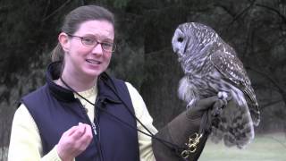 The Barred Owl [upl. by Anaoy]