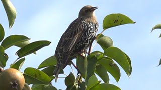 Common starling [upl. by Bearce]