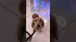 Tips for flying with your dog doglover puppy petowner cutedoglover funny puppyspot happypup [upl. by Rodmann]