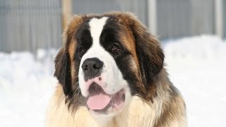 Saint Bernard Dog Breed [upl. by Christopher541]