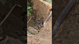 Long Snake  लम्बा सांप snake snakevideo python saanp सांप [upl. by Dnilasor]