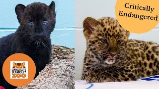 Rare adorable baby Amur Leopards born at the zoo [upl. by Doug]