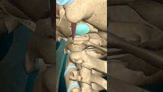 Rectus capitus lateralis muscle action Atlantooccipital jointLateral flexion muscle anatomy [upl. by Enajharas]