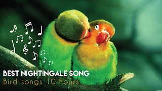 BEST NIGHTINGALE SONG  Bird songs 10 hours [upl. by Neuburger135]