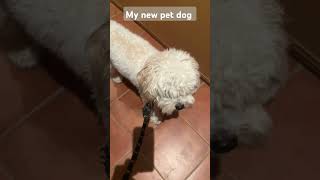 Plz subscribe and like and share so I can get my dog some treats [upl. by Aed746]