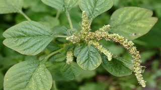 6 Benefits Of Amaranthus Spinosus The Healthiest Vegetables  Amaranthus Spinosus Health Benefits [upl. by Ecela]