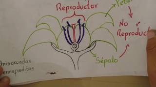 OCTAVO  REPRODUCCIÓN EN ANGIOSPERMAS  CIENCIA EN CASA [upl. by Sutherlan]