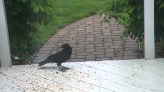 Crow eats corn on back deck [upl. by Yle]