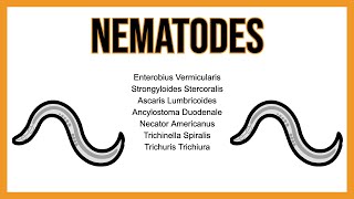 Nematodes INTESTINAL parasites [upl. by Connolly]