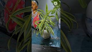 how to propagate dracaena plant  how to propagate dracena plant shorts shortsfeed shortsvideo [upl. by Resarf]