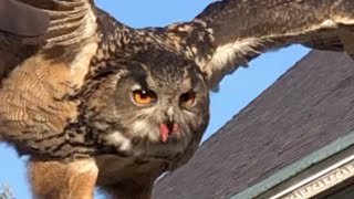 Meet the Raptors Eurasian Eagleowl [upl. by Rehttam]