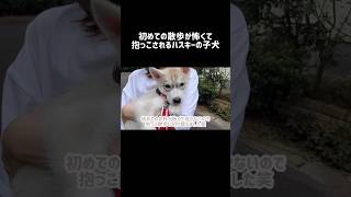 初めての散歩が怖くて抱っこされるハスキーの子犬 シベリアンハスキー ハスキー ハスキー犬 [upl. by Hnahk]